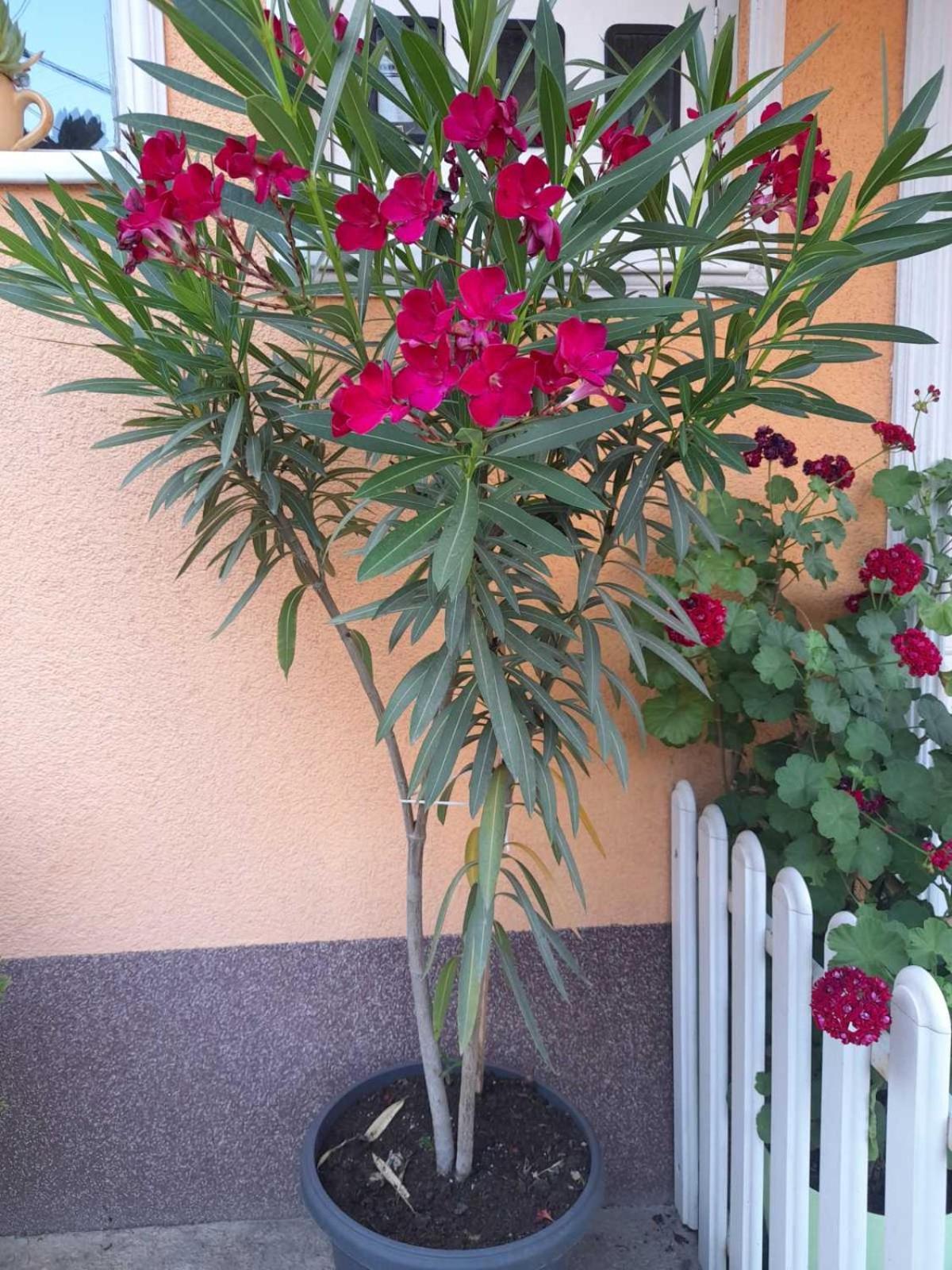 Apartmani Nikolic Višegrad Kültér fotó
